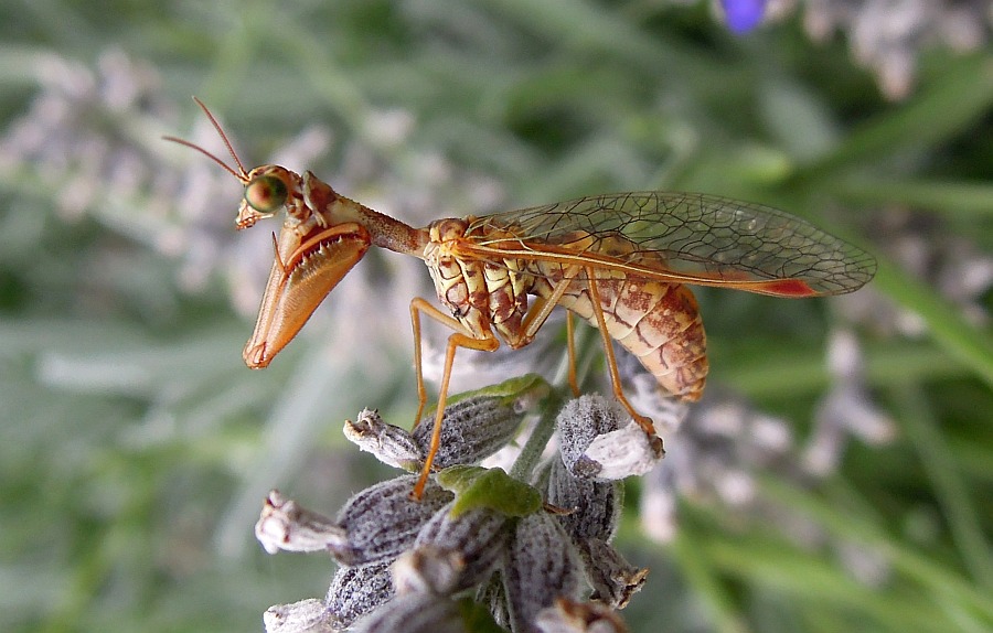 Mantispa sp.